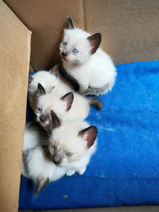 Chatons siamois à vendre
