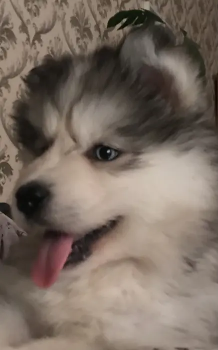 Chiots Malamute