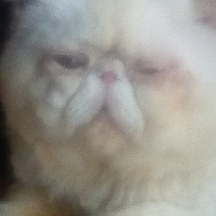 Chaton persan 2 mois