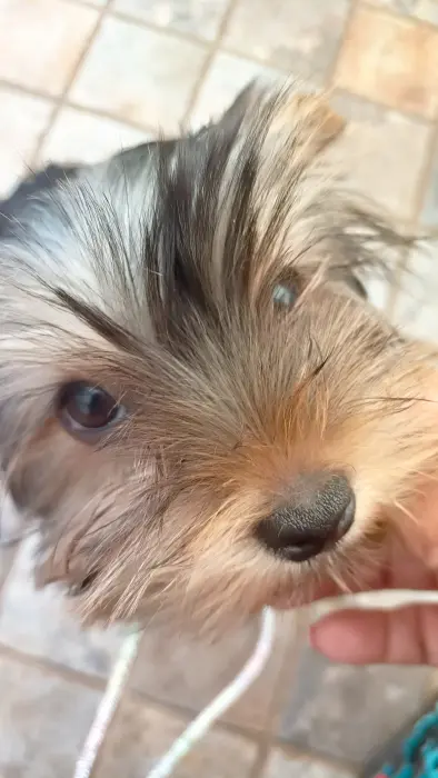 Chiot Yorkshire à vendre