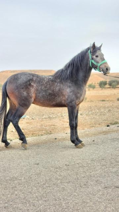 Poulain 2ans et demi