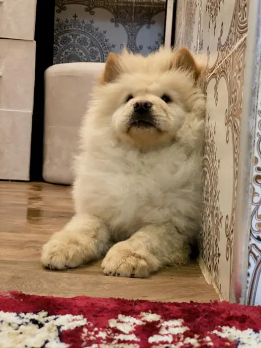Chow chow