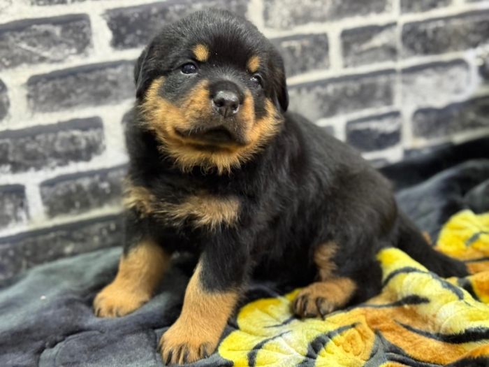 Top chiots Rottwailer