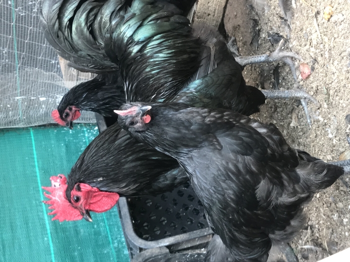 Poussins australorp