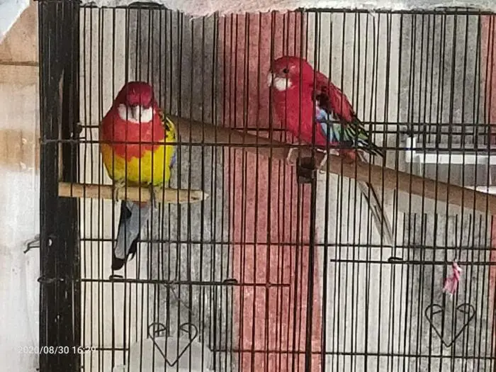 Couple omnicolore rosella adulte