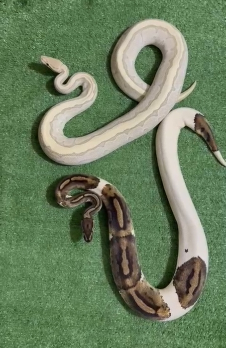 Ball python