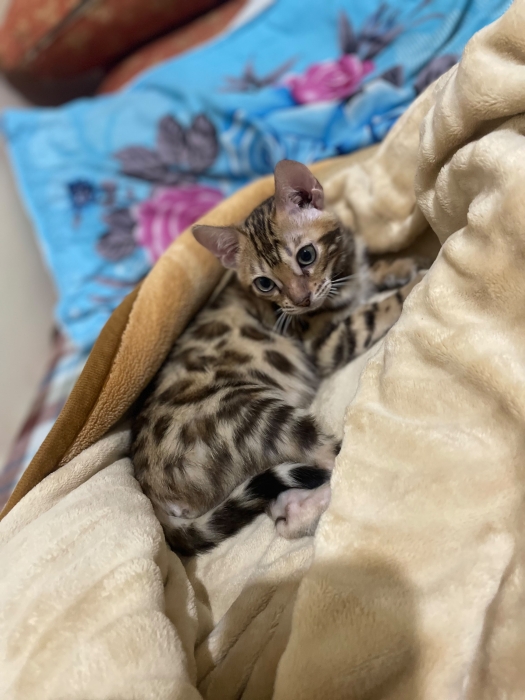 bengal bébé