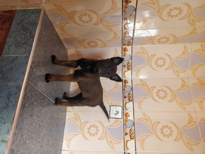 Chiots malinois charbonnée pure