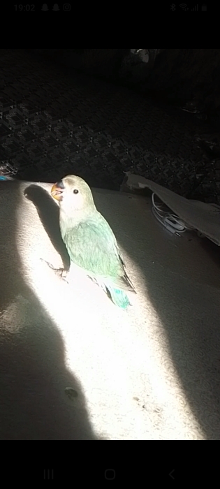 inseparable turquoise dresser