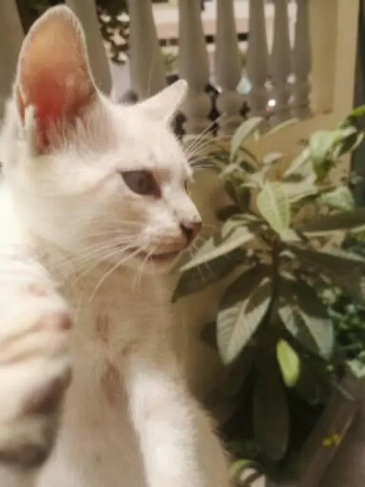 Chaton siamoa femelle