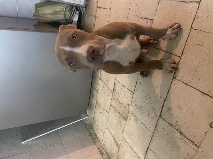 Chiot bully american standar