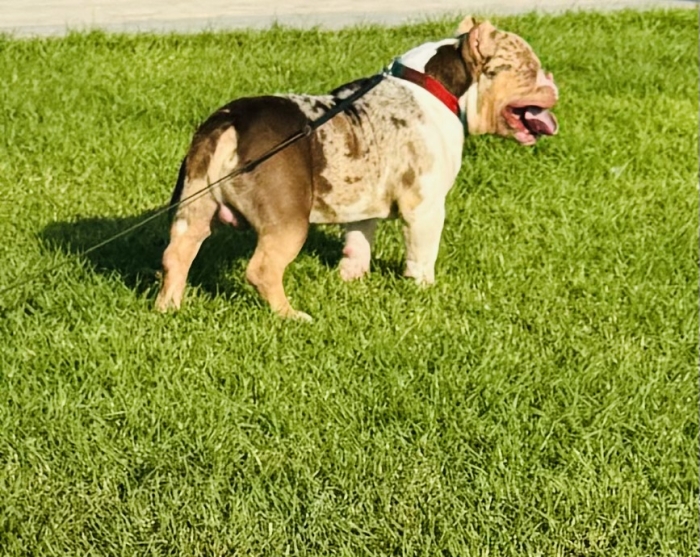 Américain bully male