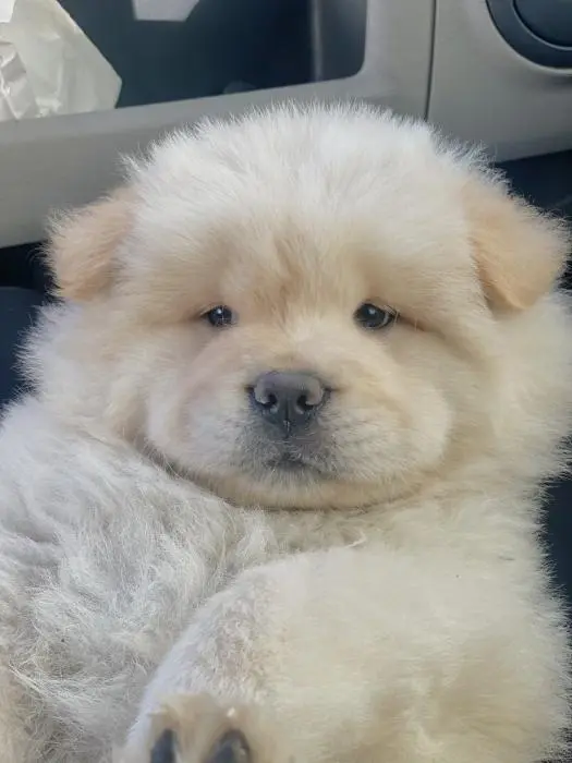 Chow chow