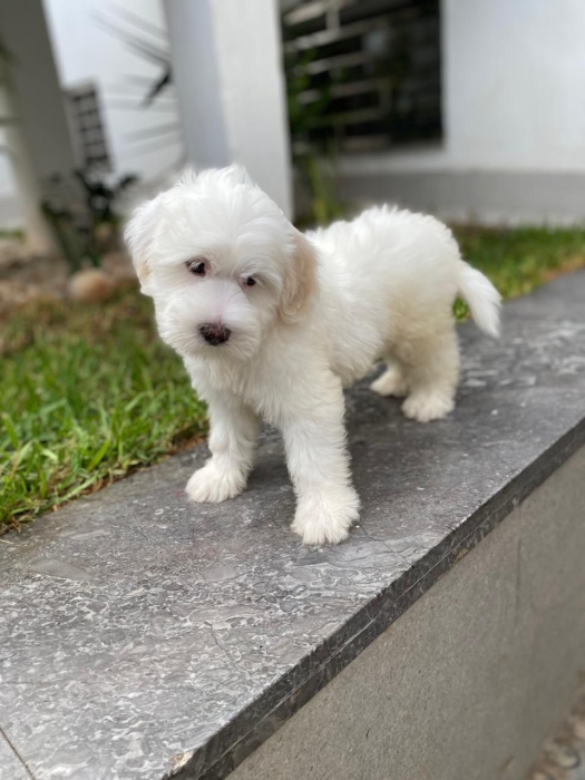 Bichon maltais