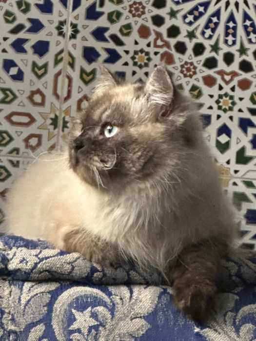 mâle himalayen