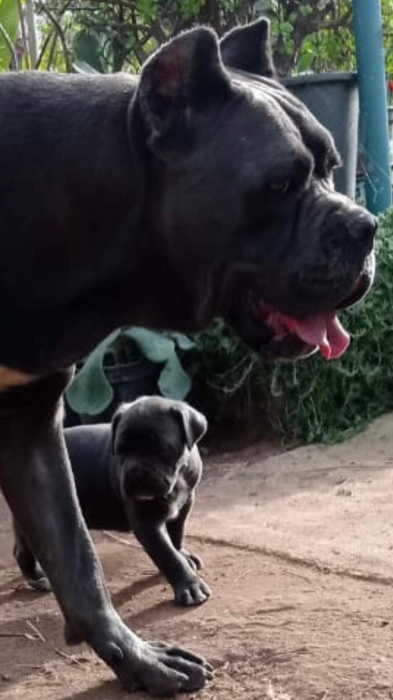 Disp chiot cane corso top d top
