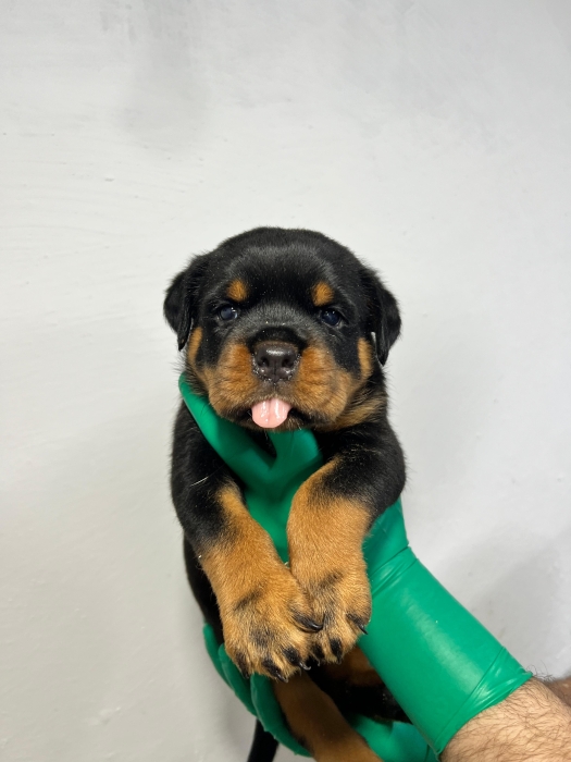 Rottweiler pedigree