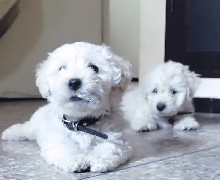 Vente bichon havanais