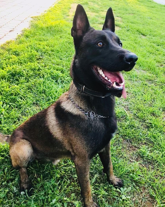 Malinois charbonné
