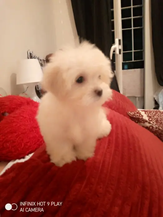 Bichon maltese