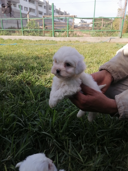 Bichon Maltais ❄🎄🎊🎅🏻