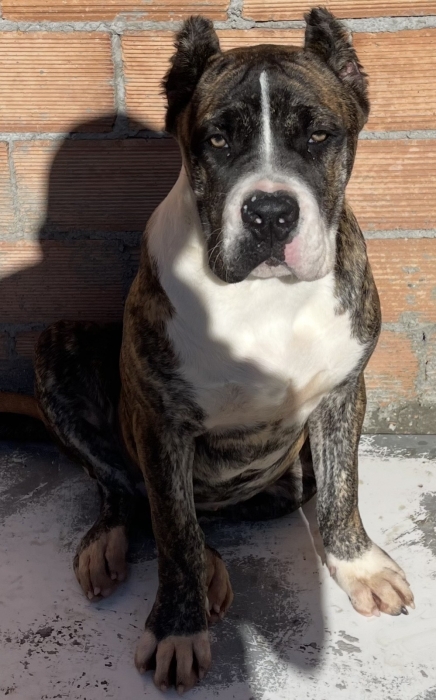 American Staffordshire Terrie