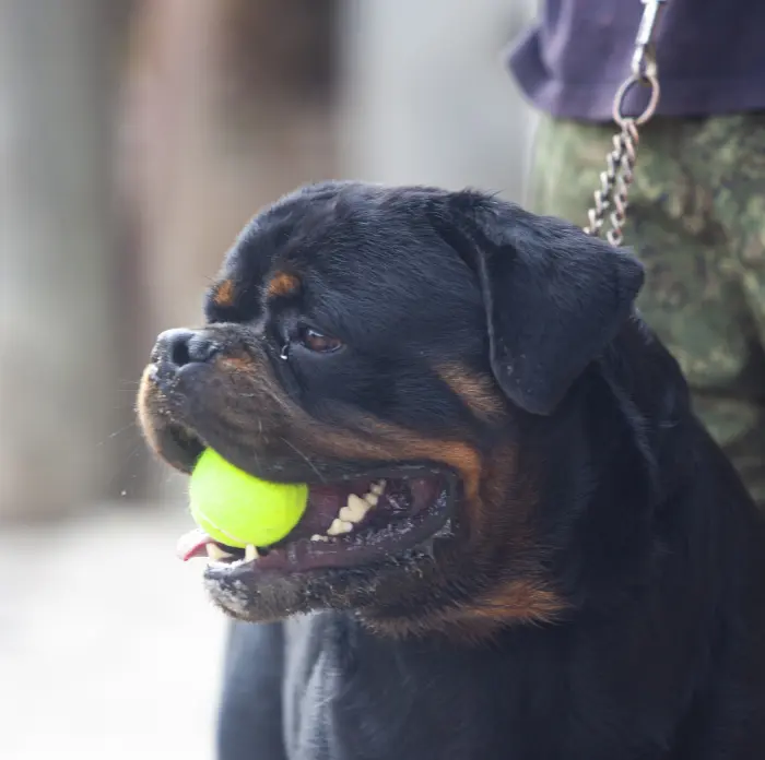 chiots rottweilers pedigree