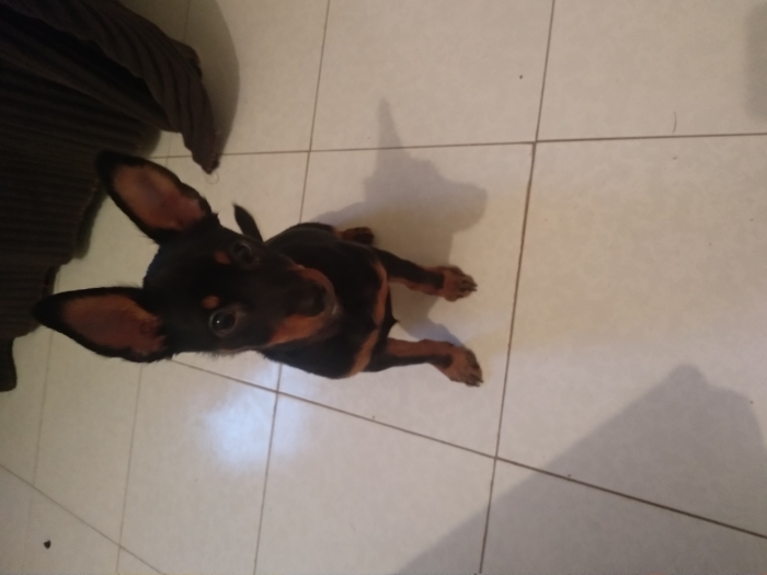 Pinscher nain male