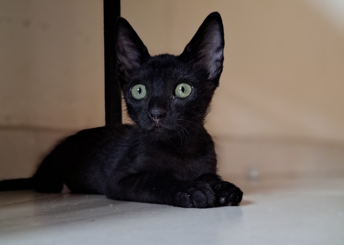 À adopter : Michou, chaton joueur ! 🐾- Chat noir