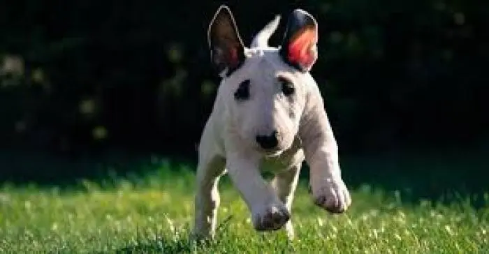 Chiots bull terrier disponible