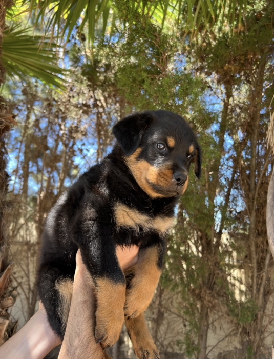 Chiot rottweiler femelle