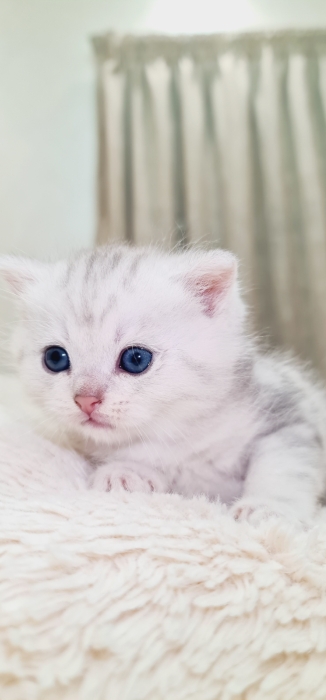 British shorthair silver tabby