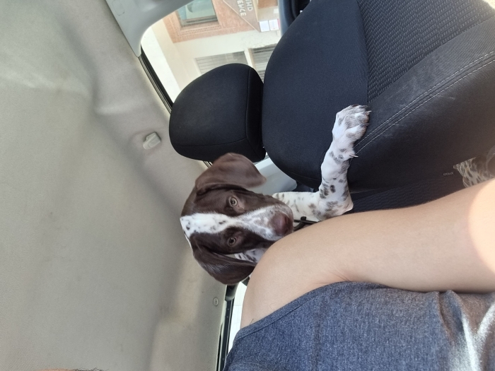 Chiot dalmatien femelle 6mois