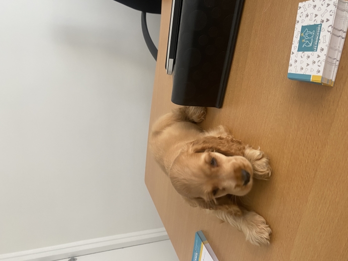 Cocker spaniel femelle 3 mois