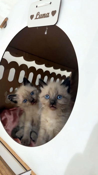 Des chatons Balinais siamois