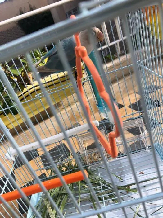 Natwa fisher wajda 180dh /dkar fisher 9rib ywjad 150dh