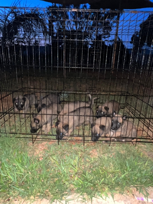 Berger Belge Malinois 🐾