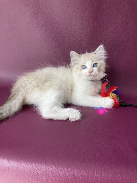 Ragdoll de race pure