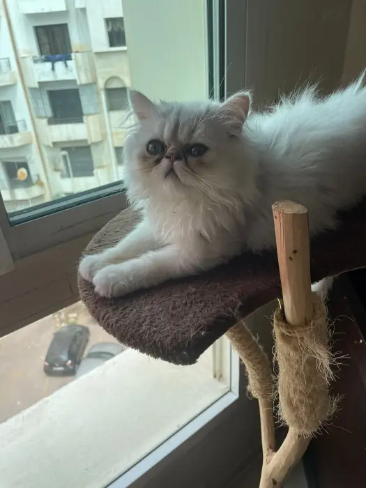 Chat persan chinchilla