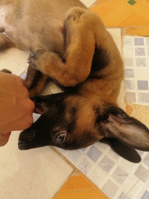 Chien malinois