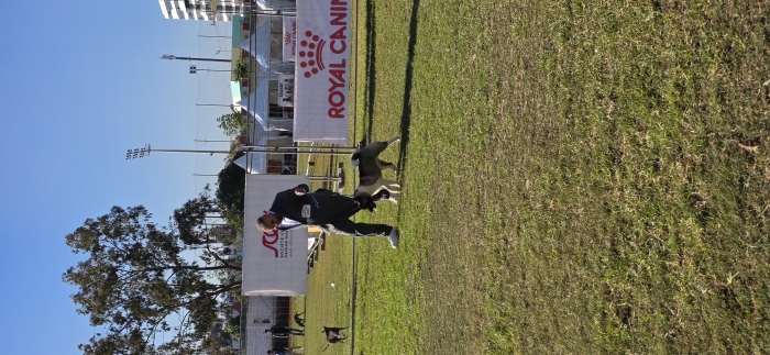 AKITA AMERICAIN PEDIGREE