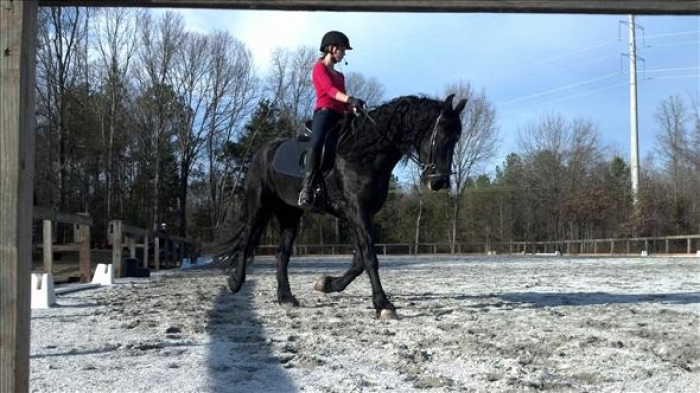Cheval frison noir guapo pour votre famille