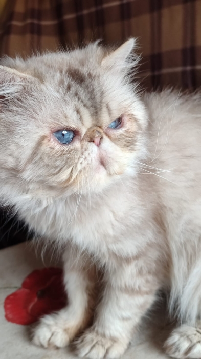 Chat persan  male adulte