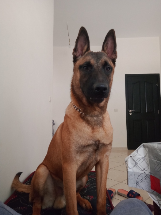 Malinois