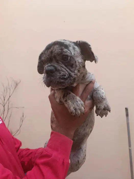 Disp chiot bulldog francais exotic