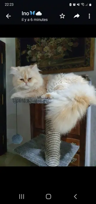 Persan Imalaya pure race