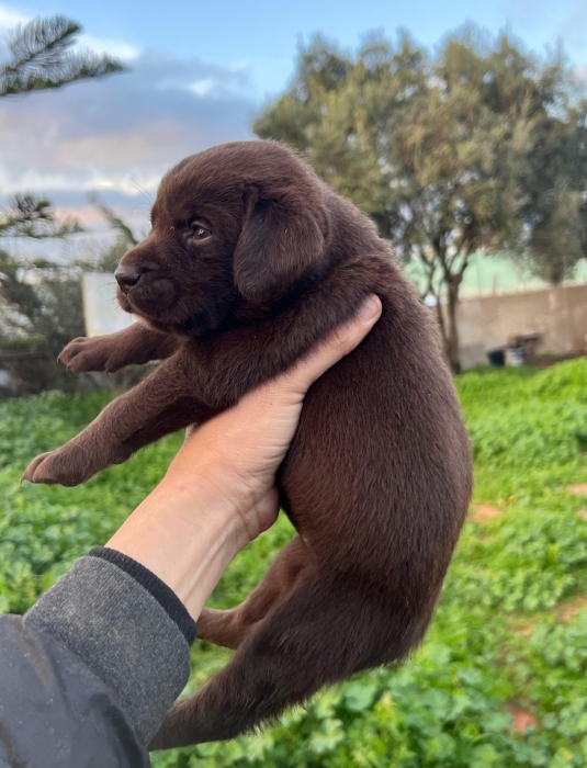 Labrador Chocolat 🍫