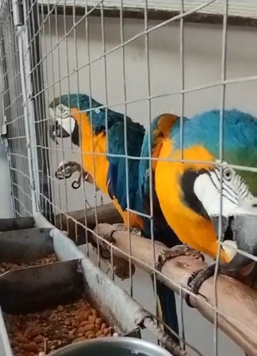 Perroquet ara macaw