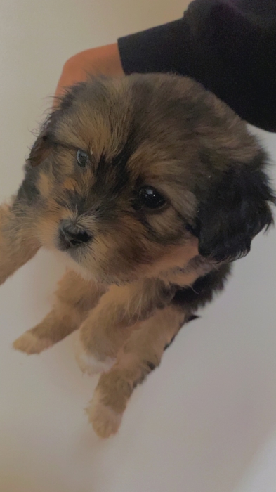 Chiots bichon havanais