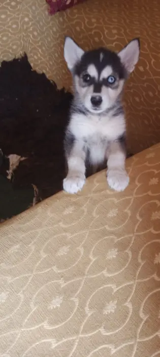 Chiot femelle Husky